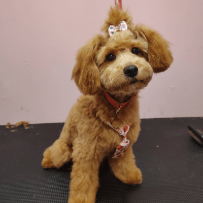 DOG GROOMING