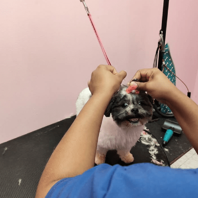 FLEA TREATMENTS